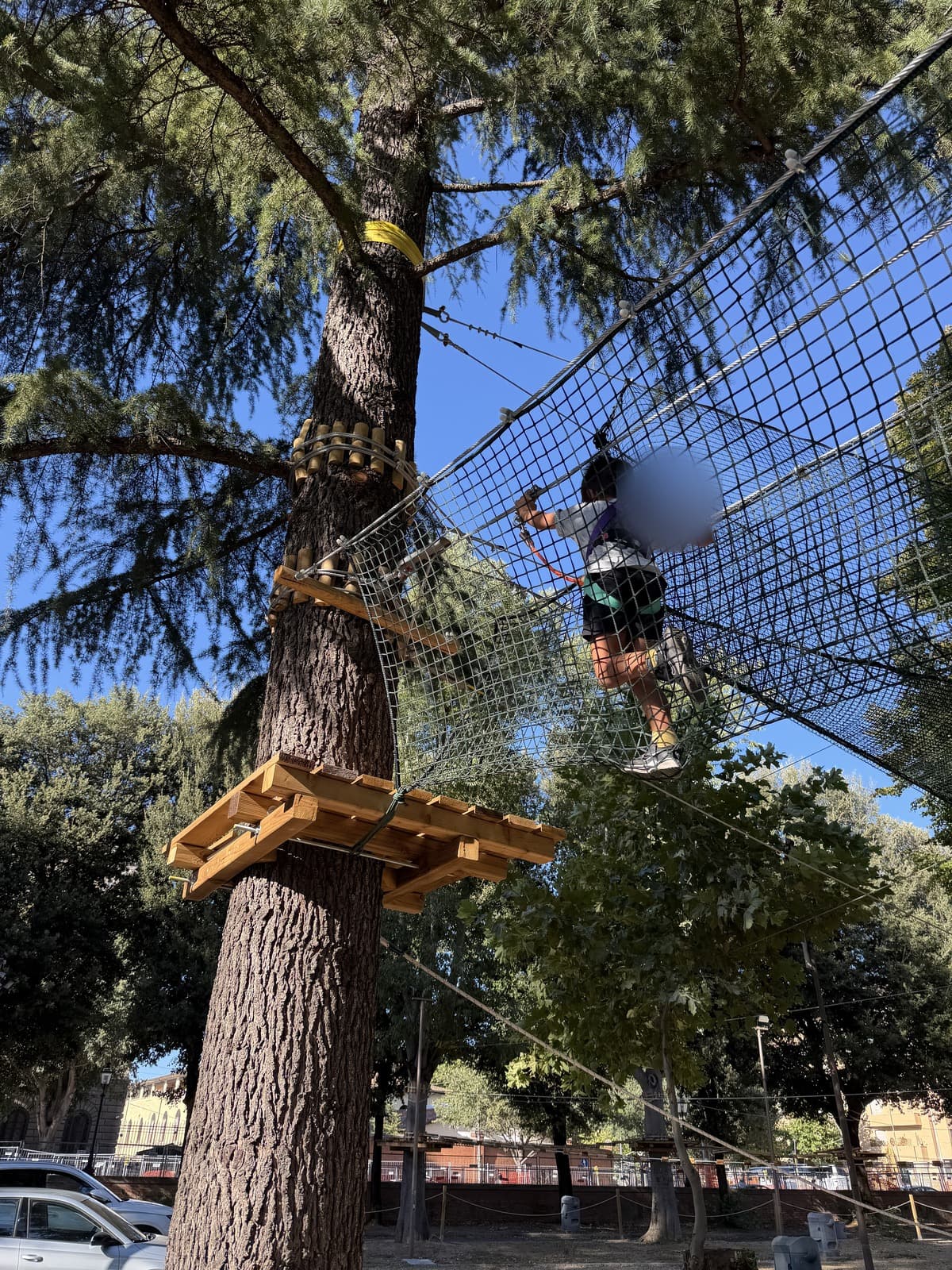 A child in a harness crossing a rope bridge between platforms in a pine tree